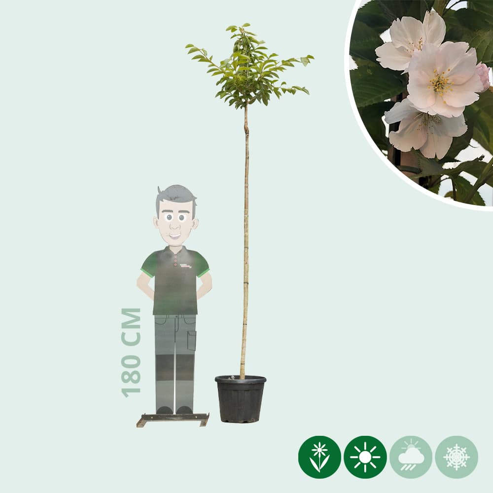 Japanse sierkers 'Yedoensis'