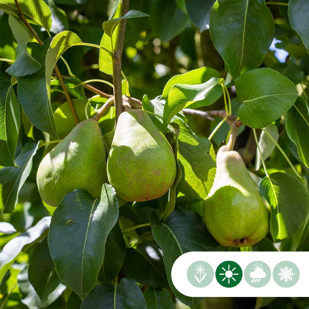 Pyrus c. 'Doyenne du Comice' laagstam leiboom