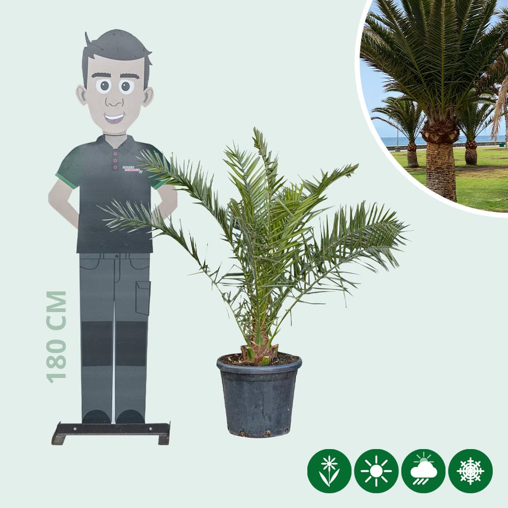 Dadelpalm 100 cm