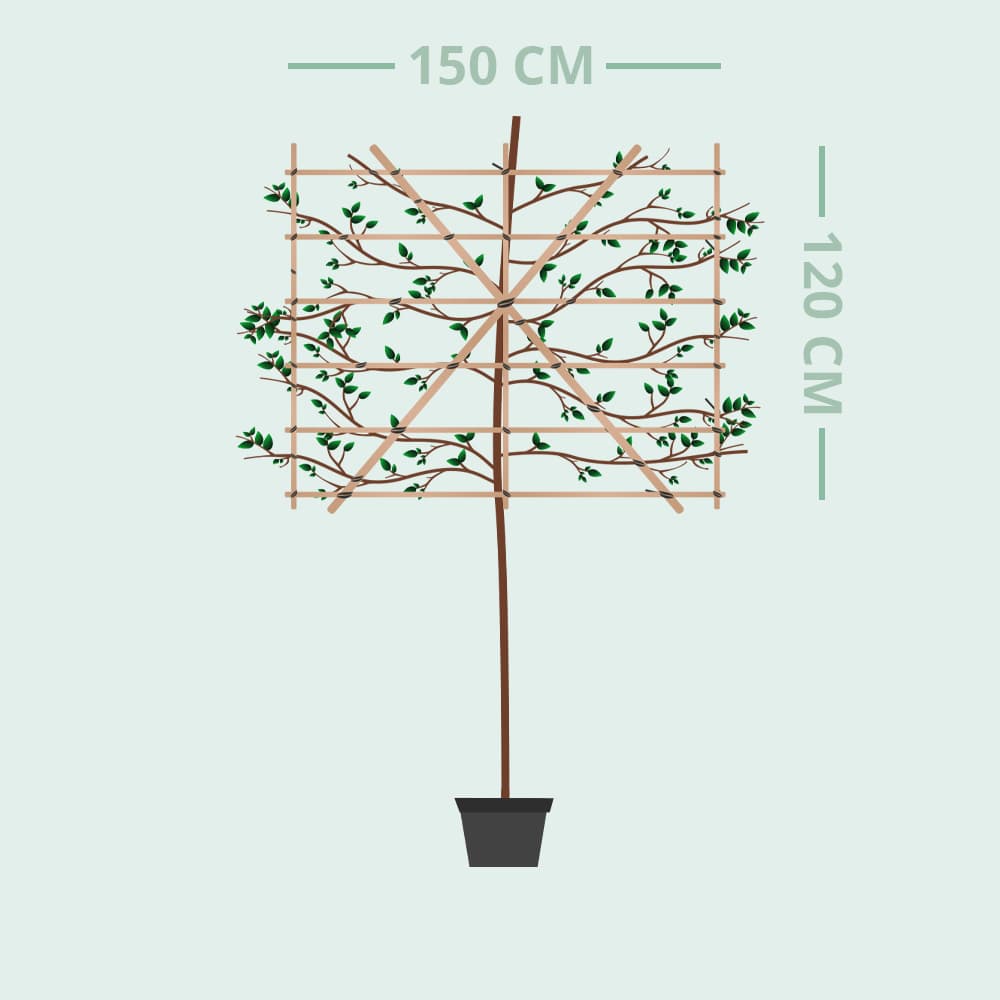 Zuil leihaagbeuk 200 cm