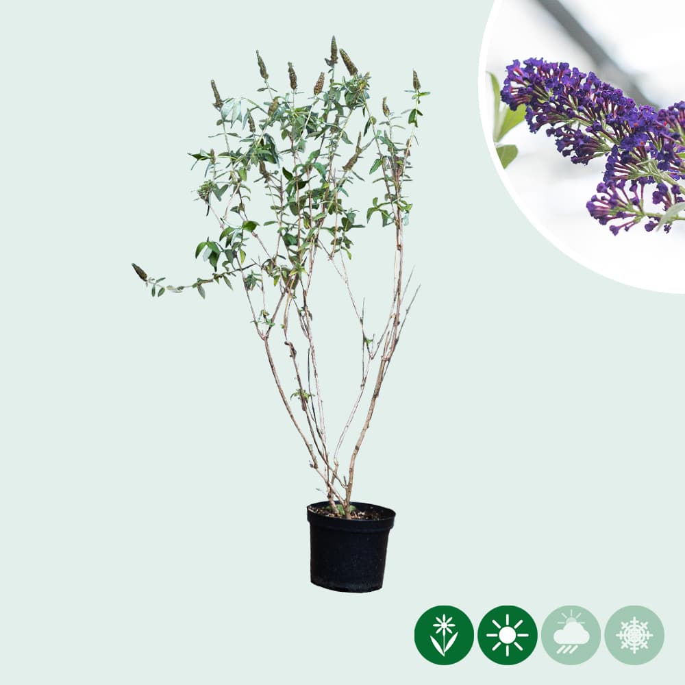 Vlinderstruik Black Knight