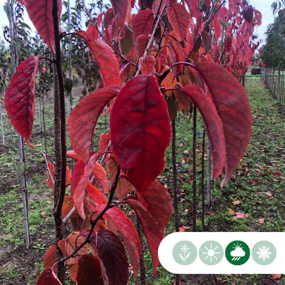 Japanse sierkers sargentii