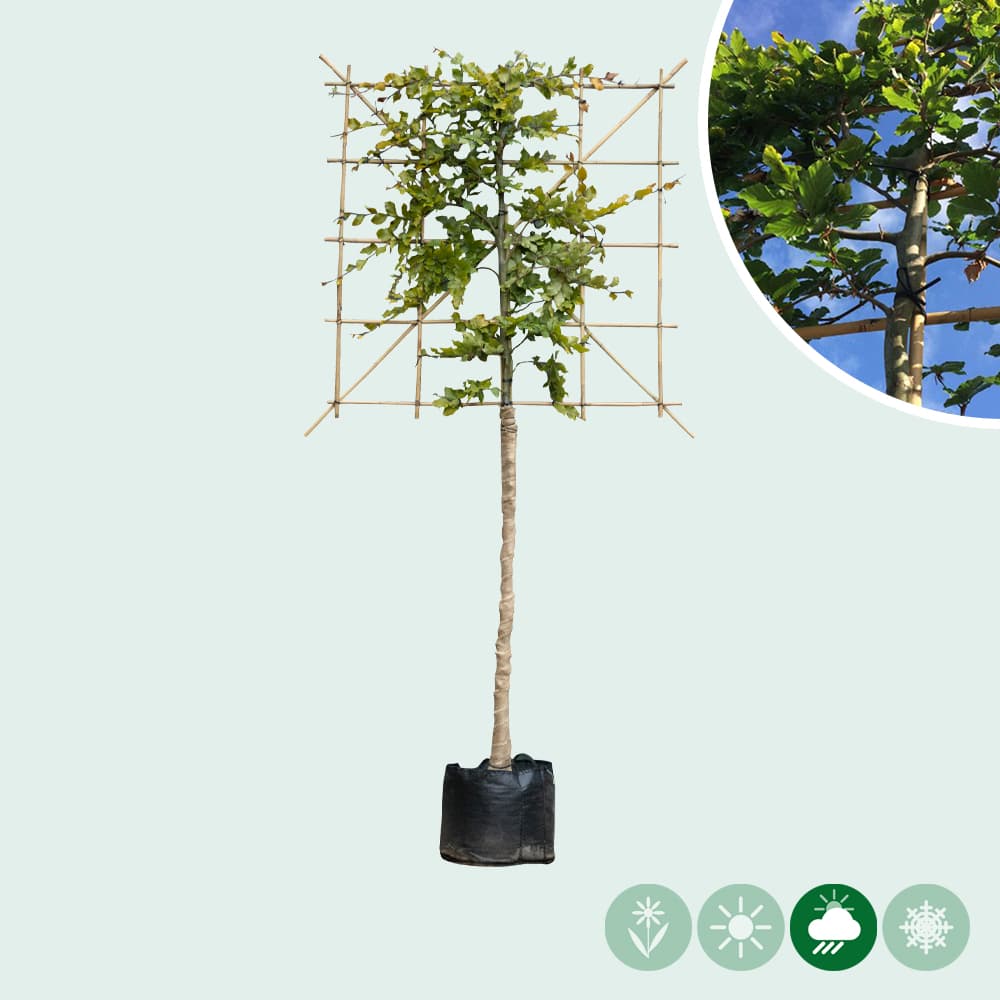Groene leibeuk 120 cm (120x120)