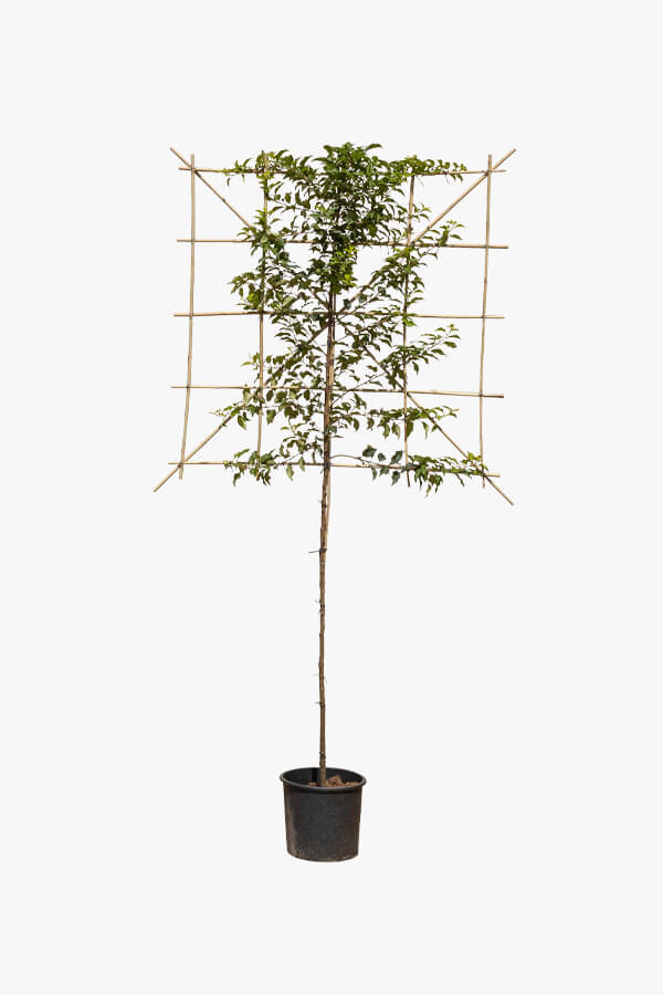 Prunus Lusitanica ‘Angustifolia’ / Lei Portugese Laurier