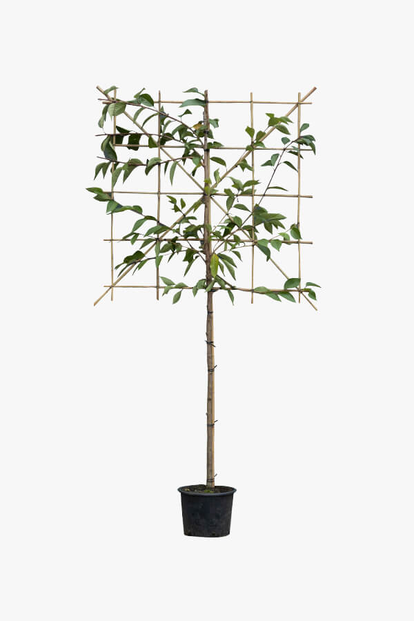 Prunus Serrulata / Lei Japanse Sierkers