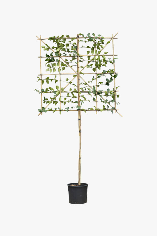 Prunus Lusitanica ‘Tico’ / Lei Portugese Laurier Tico