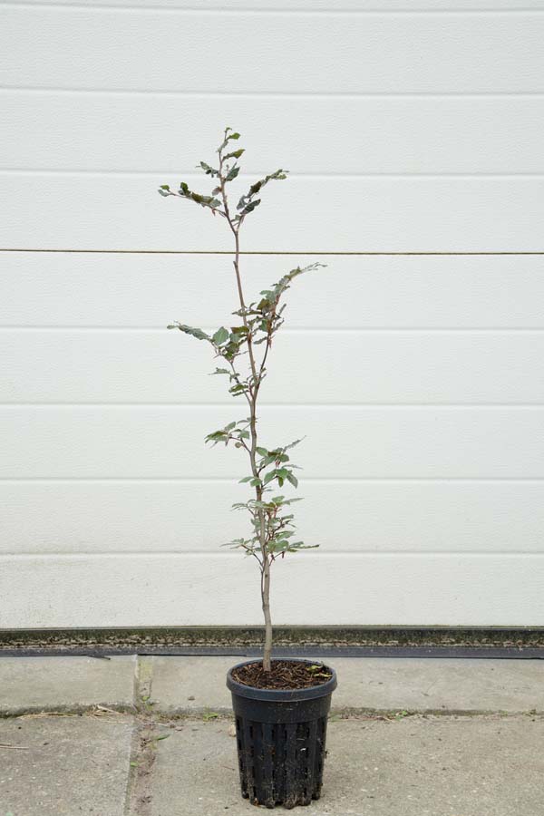 Fagus Sylvatica ‘Atropunicea’ / Rode Beuk (Haagplanten)