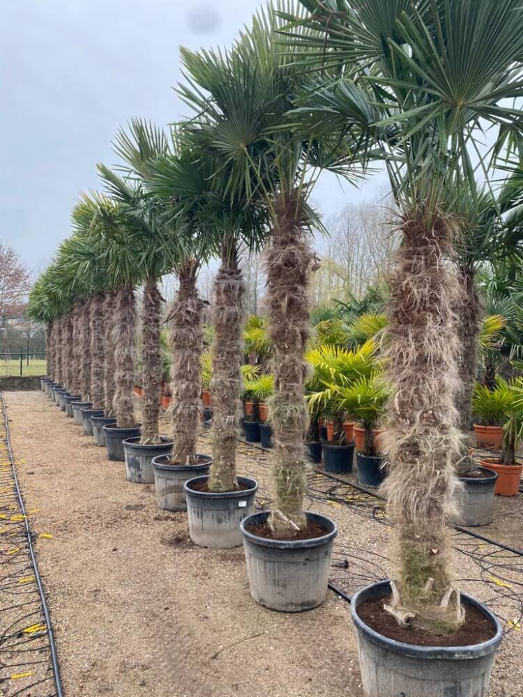 bedriegen schudden bijgeloof Trachycarpus fortunei - Palmboom - BomenExpress
