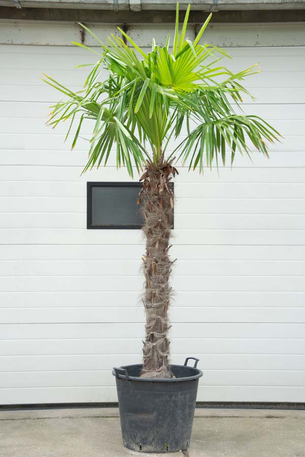 Trachycarpus Fortunei – Palmboom